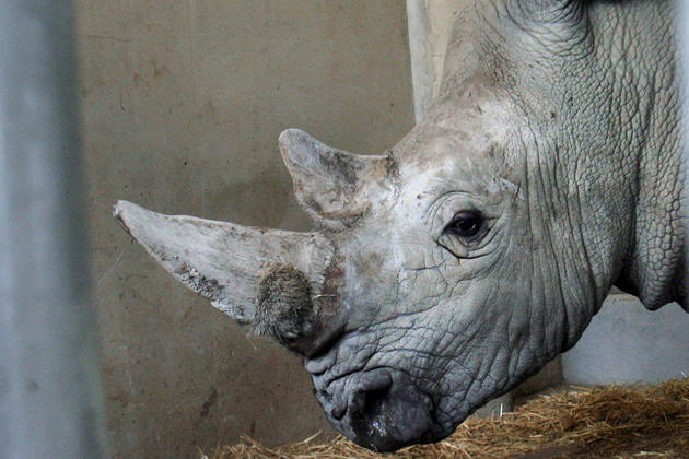 Tetes-de-rhinoceros_scalewidth_630